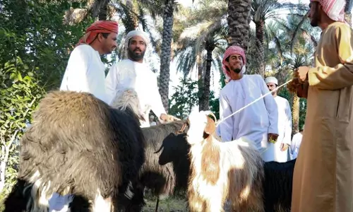 പെരുന്നാൾ അടുത്തതോടെ ഒമാനിലെ വിവിധ ​ഗവർണറേറ്റുകളിൽ ഈദ് ഹബ്തകൾ ഉയർന്നു തുടങ്ങി