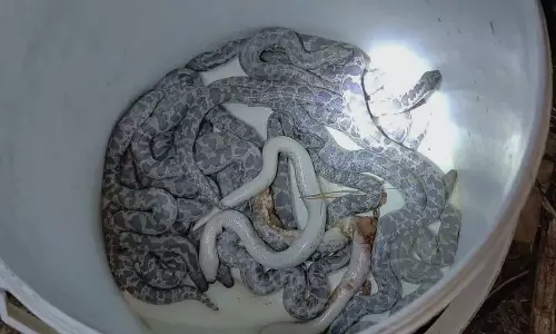 26 baby vipers caught inside school compound