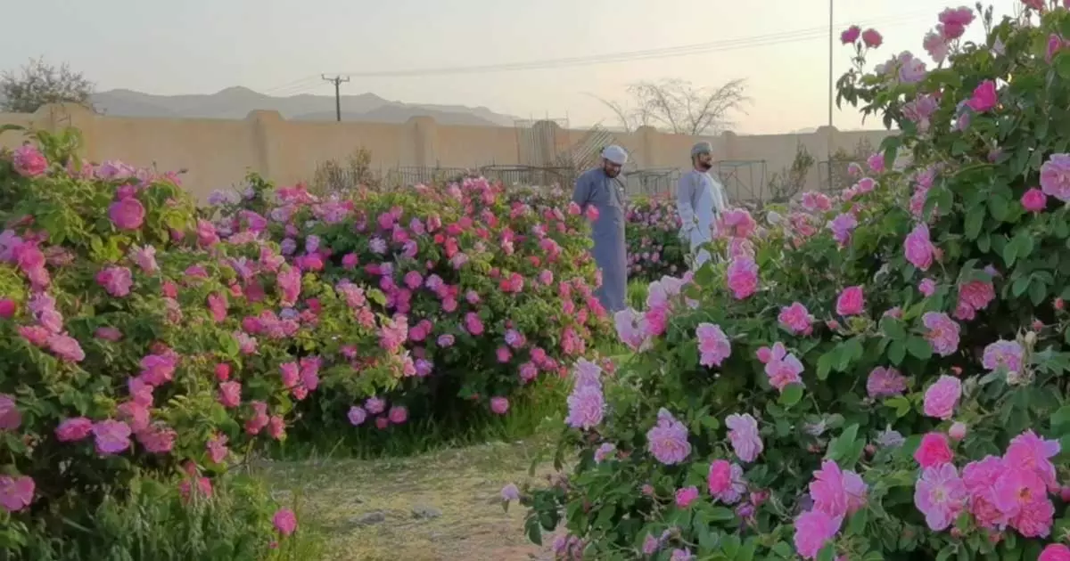 ജബൽ അഖ്ദറിൽ ഇനി റോസ് വിളവെടുപ്പിന്റെ കാലം ജബൽ അഖ്ദറിൽ ഇനി റോസ് വിളവെടുപ്പിന്റെ കാലം