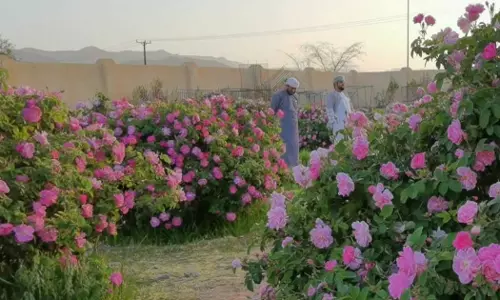 ജബൽ അഖ്ദറിൽ ഇനി റോസ് വിളവെടുപ്പിന്റെ കാലം