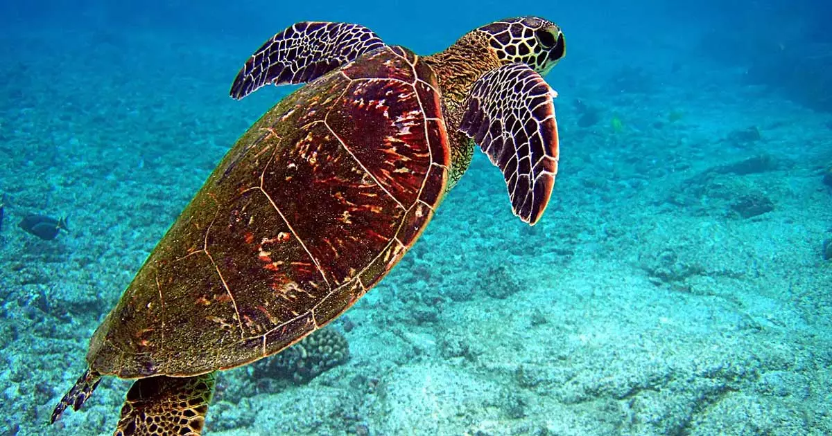 കടലാമകളുടെ പ്രജനനത്തിന് കൂടൊരുക്കാൻ ഖത്തര് കടലാമകളുടെ പ്രജനനത്തിന് കൂടൊരുക്കാൻ ഖത്തര്