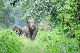 wild elephant kerala