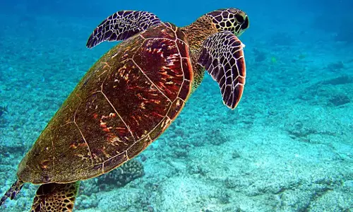 കടലാമകളുടെ പ്രജനനത്തിന് കൂടൊരുക്കാൻ ഖത്തര്‍