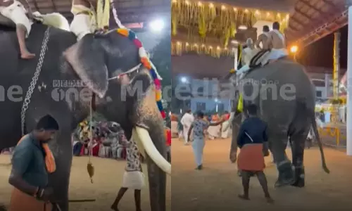 കണ്ണൂരിൽ പൊട്ടിയൊലിക്കുന്ന മുറിവുകളുമായി ആനയെ എഴുന്നള്ളിച്ചു;  വനം വകുപ്പിന് പരാതി