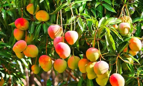 ഒമാനിൽ ഇനി മാമ്പഴക്കാലം; പ്രവാസികൾക്ക് ഗൃഹാതുരത്വത്തിൻ്റെ മധുരം