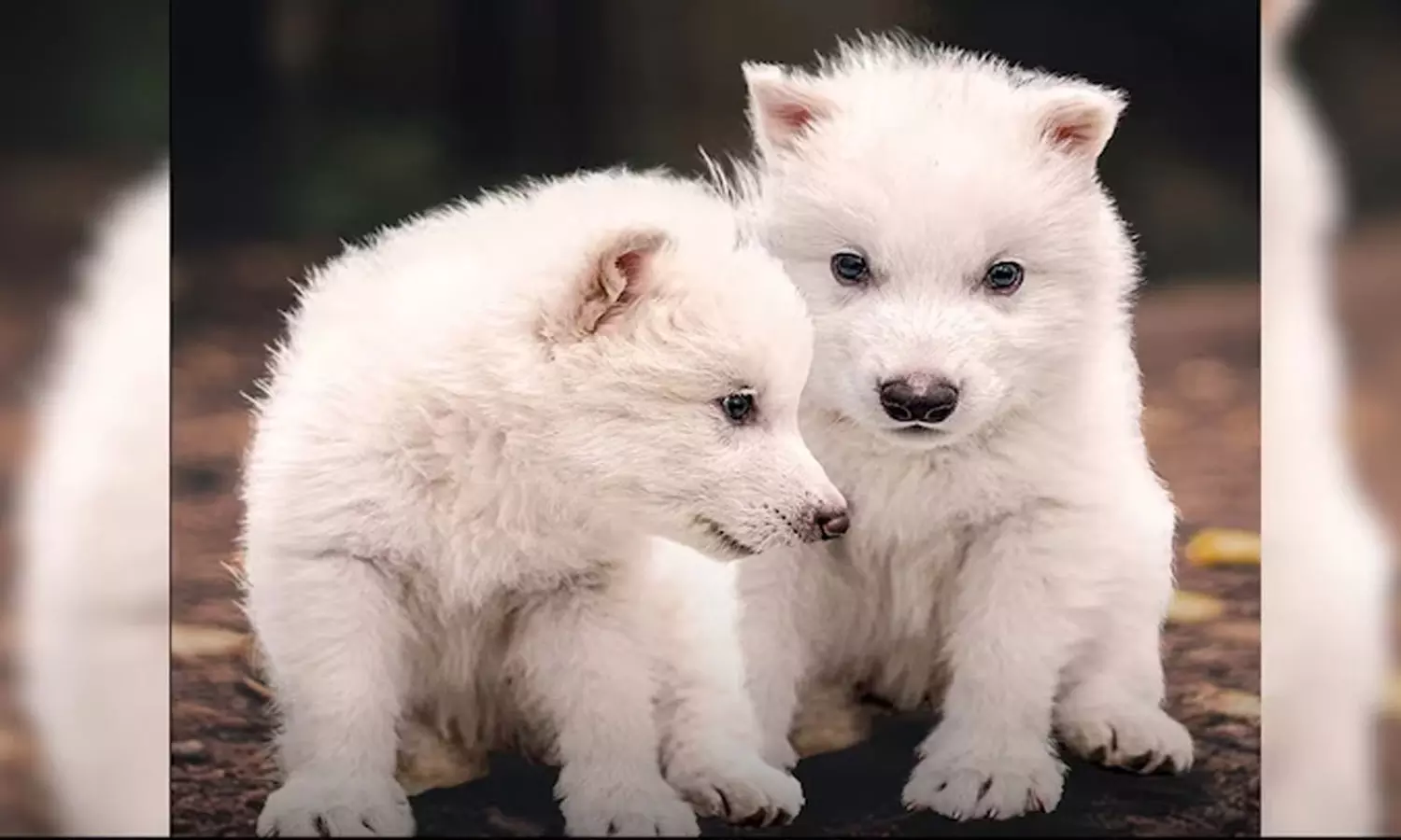 ചരിത്രത്തിലേക്കൊരു ഓരിയിടല്; 12,500 വർഷം മുമ്പ് വംശനാശം സംഭവിച്ച ഡയർ വുൾഫ് ചെന്നായ്ക്കളെ പുനഃസൃഷ്ടിച്ച് ശാസ്ത്രജ്ഞർ ചരിത്രത്തിലേക്കൊരു ഓരിയിടല്; 12,500 വർഷം മുമ്പ് വംശനാശം സംഭവിച്ച ഡയർ വുൾഫ് ചെന്നായ്ക്കളെ പുനഃസൃഷ്ടിച്ച് ശാസ്ത്രജ്ഞർ