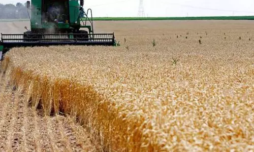 ഒമാനിൽ ഗോതമ്പ് വിളവെടുപ്പിന് തുടക്കമായി ഒമാനിൽ ഗോതമ്പ് വിളവെടുപ്പിന് തുടക്കമായി