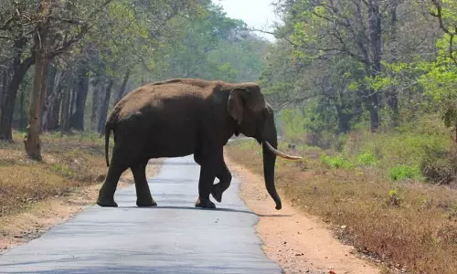 വീണ്ടും ജീവനെടുത്ത് കാട്ടാന; അതിരപ്പിള്ളിയിൽ യുവാവ് കൊല്ലപ്പെട്ടു