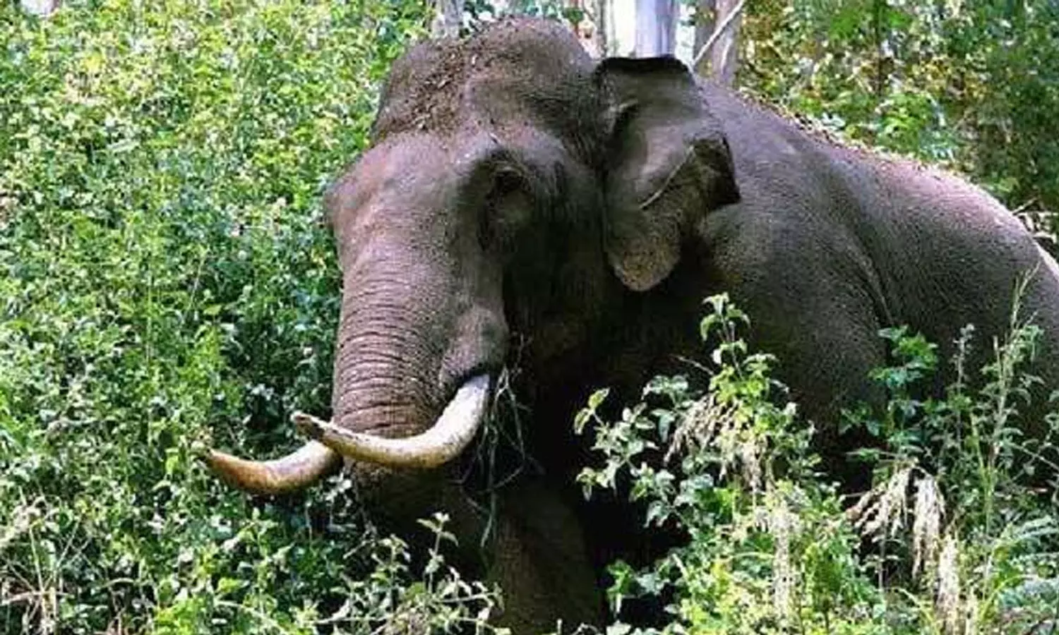 തൃശൂർ അതിരപ്പിള്ളിയിൽ കാട്ടാന ആക്രമണത്തില്‍ രണ്ടുപേർ കൊല്ലപ്പെട്ടു