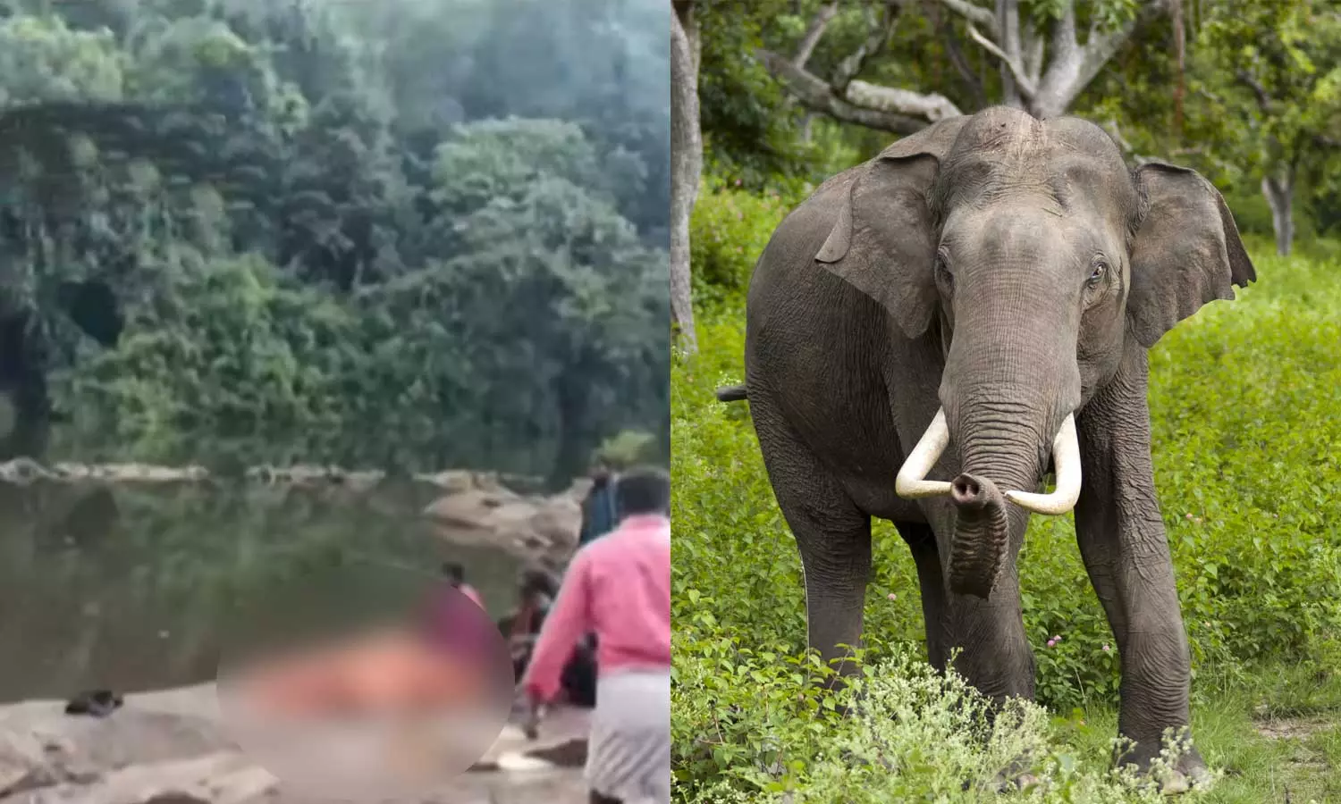 Inquest report says death of tribal youth in Athirappilly was trampled by elephant Inquest report says death of tribal youth in Athirappilly was trampled by elephant