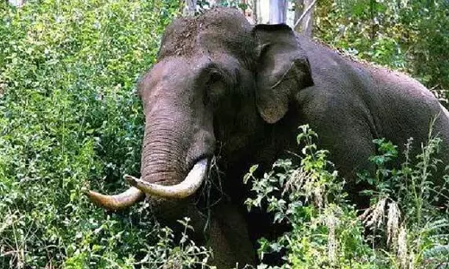 തൃശൂർ അതിരപ്പിള്ളിയിൽ കാട്ടാന ആക്രമണത്തില്‍ രണ്ടുപേർ കൊല്ലപ്പെട്ടു