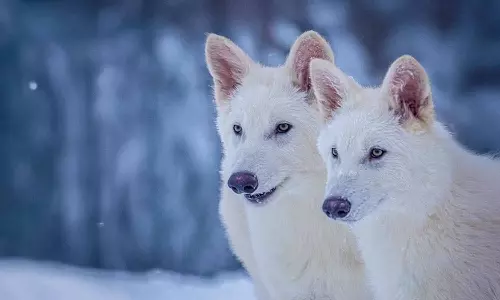 പതിമൂവായിരം വർഷത്തിനപ്പുറത്തുനിന്ന് മൂന്ന് ചെന്നായ്ക്കൾ; യുദ്ധം വ്യാപാരമാക്കി, ഇനി വ്യാപാരം യുദ്ധമാക്കും പതിമൂവായിരം വർഷത്തിനപ്പുറത്തുനിന്ന് മൂന്ന് ചെന്നായ്ക്കൾ; യുദ്ധം വ്യാപാരമാക്കി, ഇനി വ്യാപാരം യുദ്ധമാക്കും
