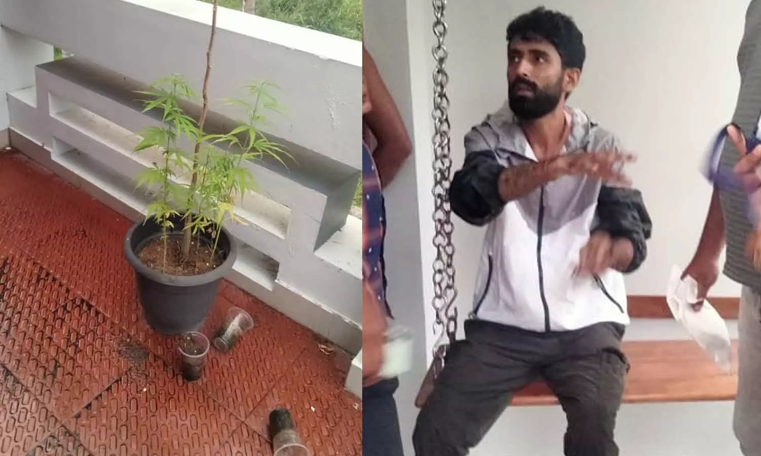 വീടിന്‍റെ ടെറസിൽ കഞ്ചാവ് കൃഷിയും വിത്തുകളും; എജി ഓഫീസ് ഉദ്യോഗസ്ഥൻ പിടിയിൽ