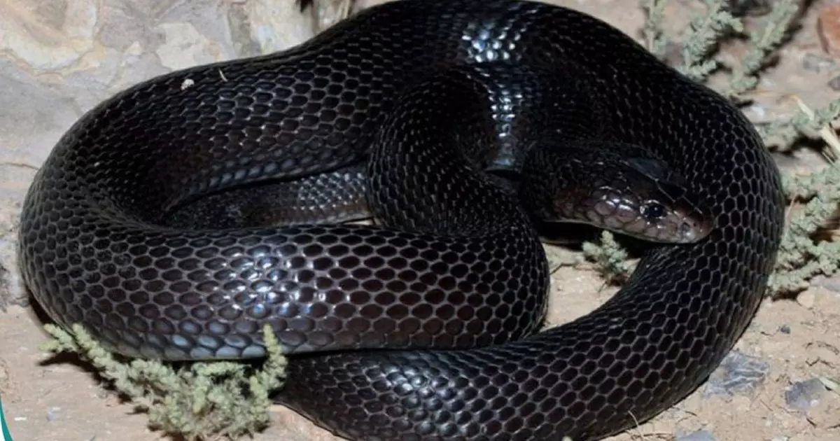 First venomous Black cobra discovered in Oman First venomous Black cobra discovered in Oman