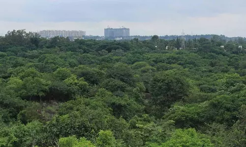 kancha gachibowli forest