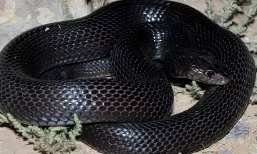 First venomous Black cobra discovered in Oman First venomous Black cobra discovered in Oman