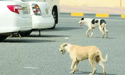 തെരുവുനായ ആക്രമണം; കുവൈത്തിലെ സുബ്ഹാനിൽ സൈനിക ഉദ്യോഗസ്ഥന് ഗുരുതര പരിക്ക്