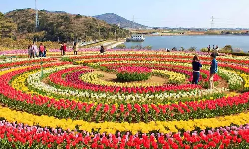 26 ദിവസം, ചരിത്രം രചിച്ച് ടുലീപ് ഗാർഡൻ; ഒഴുകിയെത്തിയത് 8.14 ലക്ഷം സന്ദർശകർ