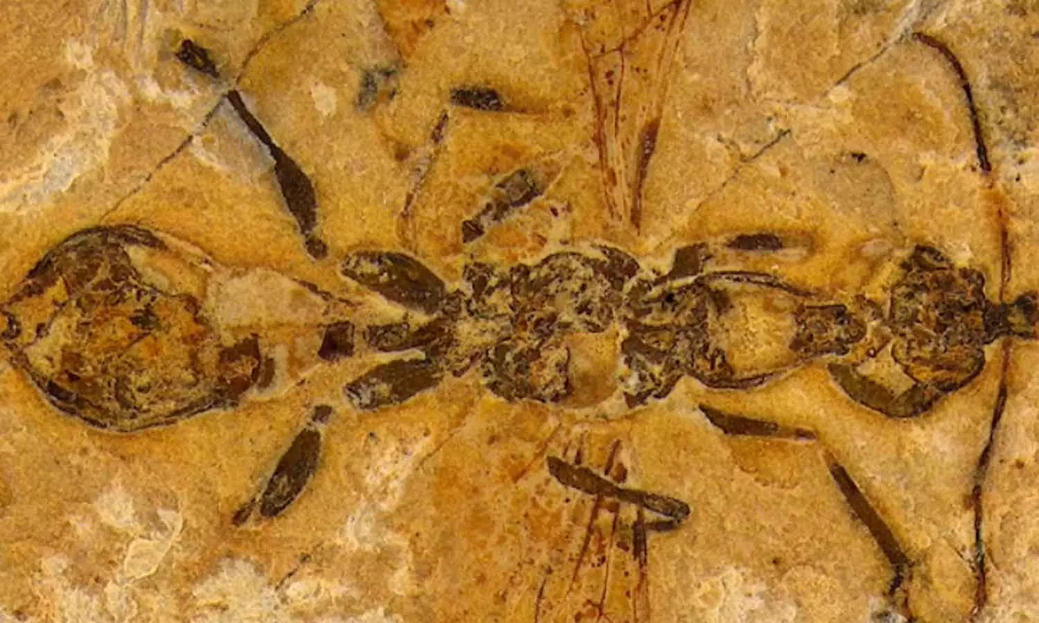 ദിനോസറുകൾക്കൊപ്പം ജീവിച്ചിരുന്ന ഉറുമ്പിന്റെ ഫോസില്‍ കണ്ടെത്തി​