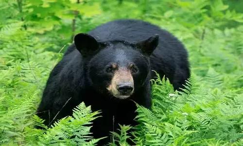 വയനാട്ടിൽ കരടി ആക്രമണം; ആദിവാസി യുവാവിന് പരിക്കേറ്റു