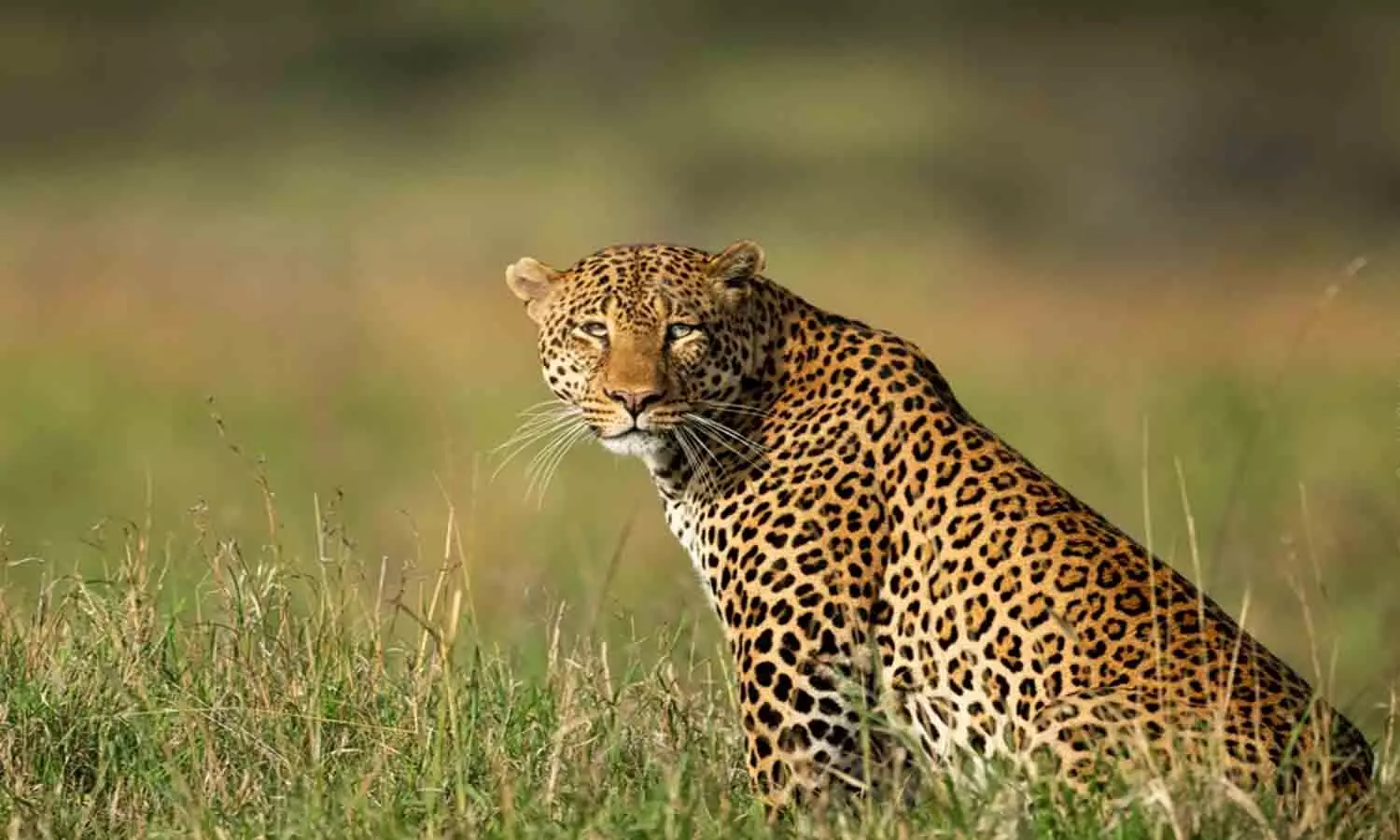 മലപ്പുറം മണ്ണാര്മലയില് വീണ്ടും പുലിയിറങ്ങി മലപ്പുറം മണ്ണാര്മലയില് വീണ്ടും പുലിയിറങ്ങി