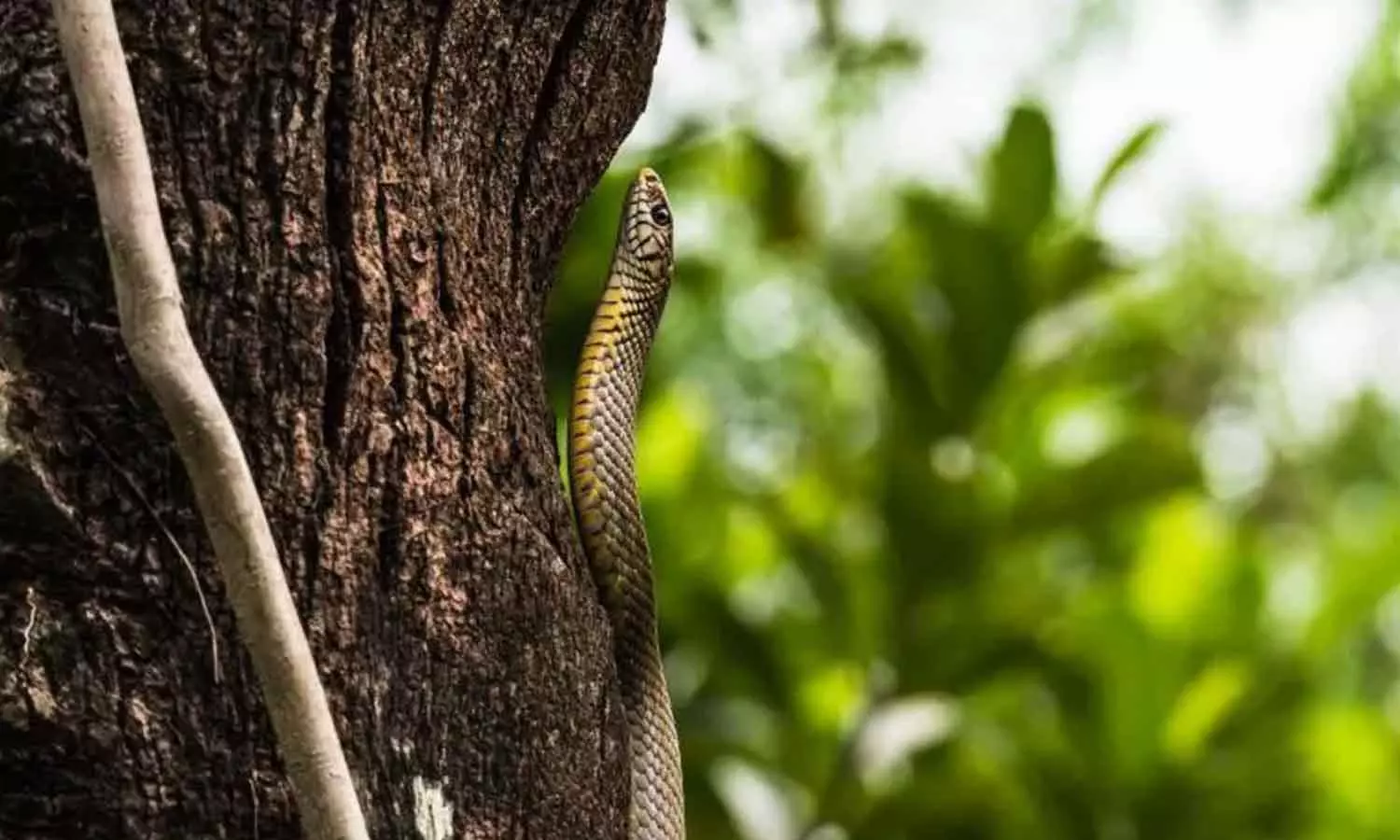 Children fall ill in India after dead snake found in school meal