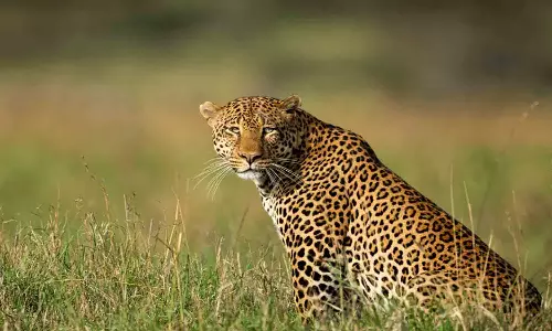 മലപ്പുറം മണ്ണാര്‍മലയില്‍ വീണ്ടും പുലിയിറങ്ങി