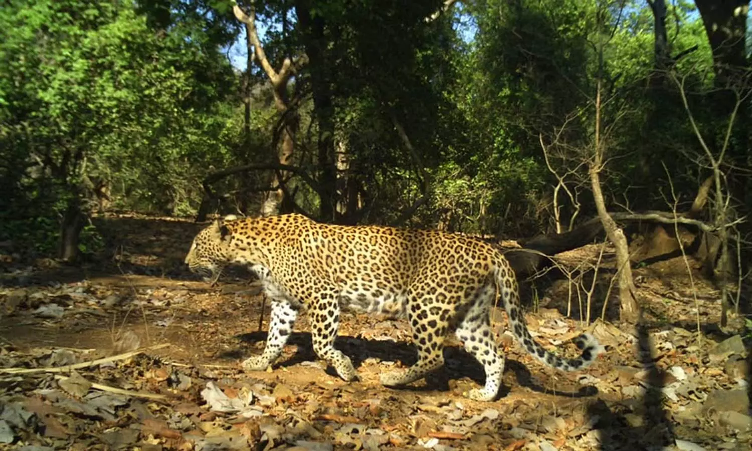 ലോകത്തില് ഏറ്റവും കൂടുതല് പുള്ളിപ്പുലി സാന്ദ്രതയുള്ളത് ഇന്ത്യയിലെ ഈ നഗരത്തിലാണ് ലോകത്തില് ഏറ്റവും കൂടുതല് പുള്ളിപ്പുലി സാന്ദ്രതയുള്ളത് ഇന്ത്യയിലെ ഈ നഗരത്തിലാണ്