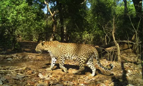ലോകത്തില്‍ ഏറ്റവും കൂടുതല്‍ പുള്ളിപ്പുലി സാന്ദ്രതയുള്ളത് ഇന്ത്യയിലെ ഈ നഗരത്തിലാണ്