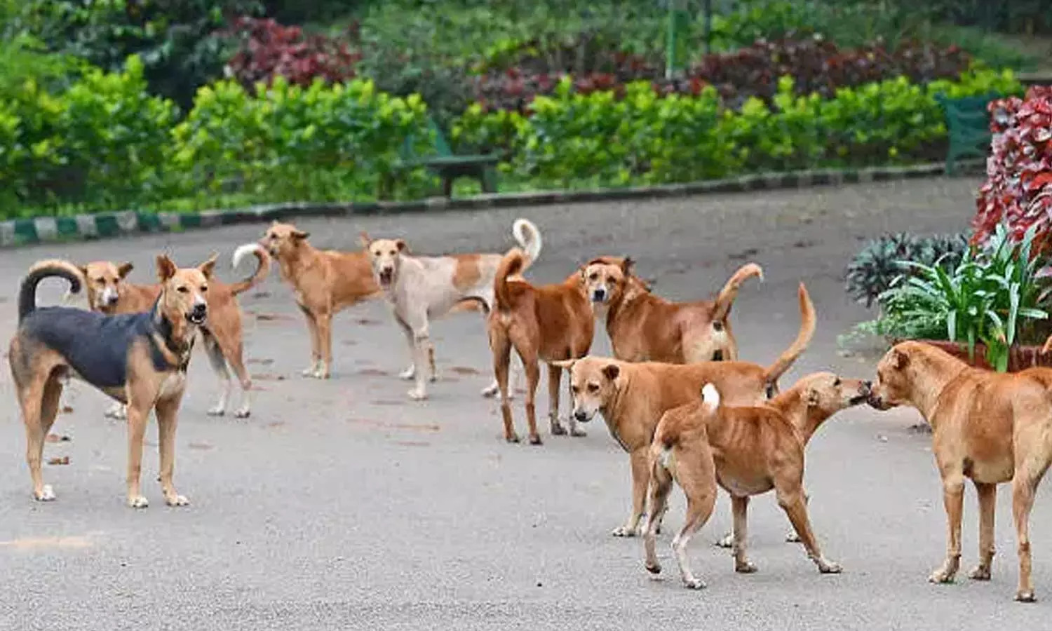 നായപ്പേടിയിൽ കേരളം; കഴിഞ്ഞ വർഷം പേവിഷബാധയേറ്റ് മരിച്ചത് 26 പേർ,അഞ്ചുമാസത്തിനിടെ കടിയേറ്റ് ചികിത്സ തേടിയത് ഒന്നരലക്ഷത്തിലധികം പേർ നായപ്പേടിയിൽ കേരളം; കഴിഞ്ഞ വർഷം പേവിഷബാധയേറ്റ് മരിച്ചത് 26 പേർ,അഞ്ചുമാസത്തിനിടെ കടിയേറ്റ് ചികിത്സ തേടിയത് ഒന്നരലക്ഷത്തിലധികം പേർ