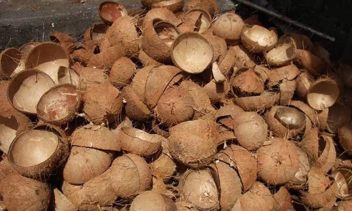 വിലയിൽ തേങ്ങയെ ‘പൊട്ടിക്കുമോ’ചിരട്ട; ഒരു കിലോക്ക് 31 രൂപ വിലയിൽ തേങ്ങയെ ‘പൊട്ടിക്കുമോ’ചിരട്ട; ഒരു കിലോക്ക് 31 രൂപ