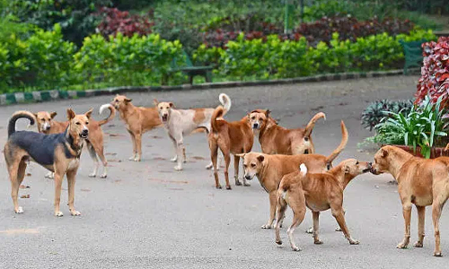 നായപ്പേടിയിൽ കേരളം; കഴിഞ്ഞ വർഷം പേവിഷബാധയേറ്റ്   മരിച്ചത് 26 പേർ,അഞ്ചുമാസത്തിനിടെ കടിയേറ്റ് ചികിത്സ തേടിയത് ഒന്നരലക്ഷത്തിലധികം പേർ