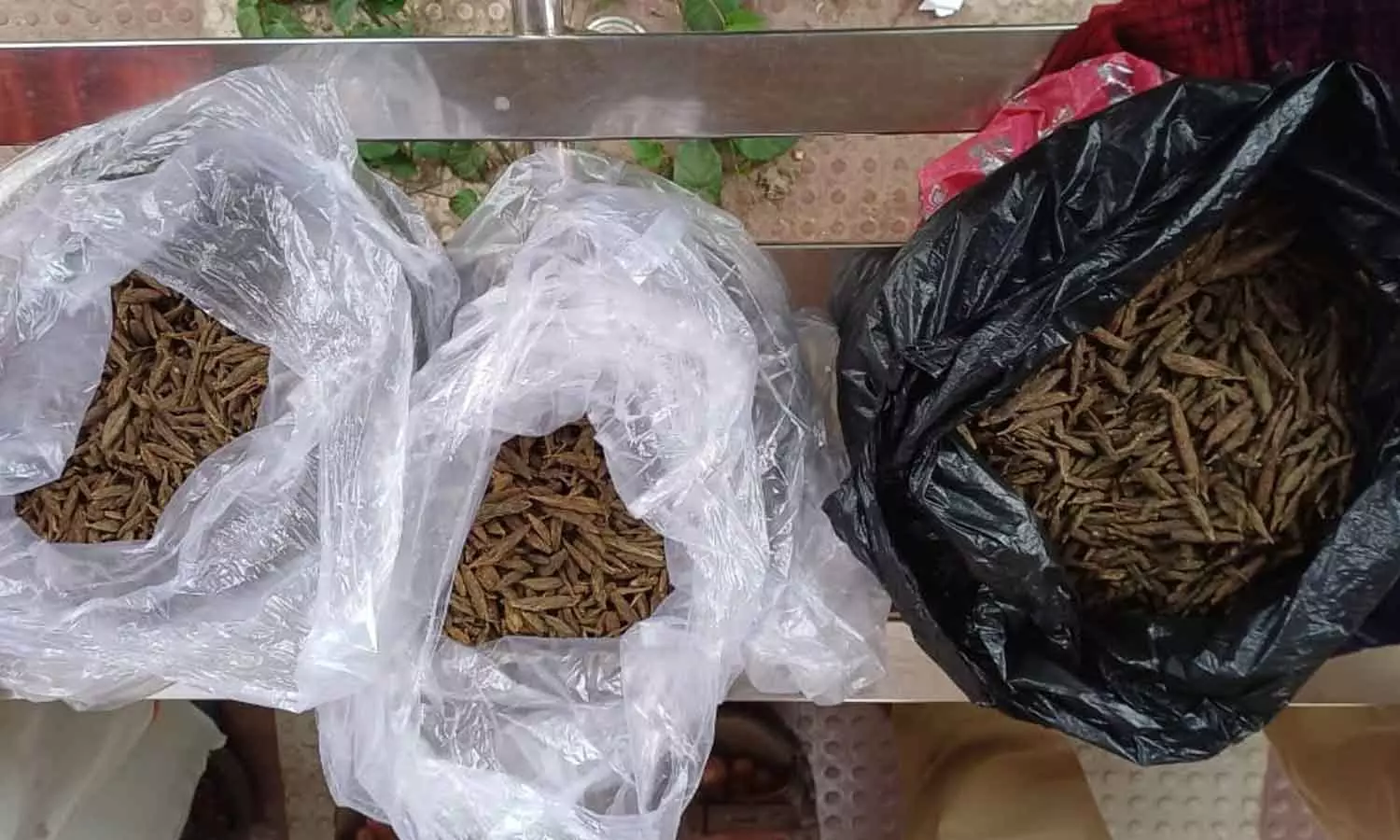 വ്യാജ സ്വാമിമാരുടെ വേഷത്തിൽ കഞ്ചാവ് കടത്ത്; അമരവിള ചെക്ക്പോസ്റ്റിൽ നാലരക്കിലോ കഞ്ചാവ് പിടികൂടി വ്യാജ സ്വാമിമാരുടെ വേഷത്തിൽ കഞ്ചാവ് കടത്ത്; അമരവിള ചെക്ക്പോസ്റ്റിൽ നാലരക്കിലോ കഞ്ചാവ് പിടികൂടി