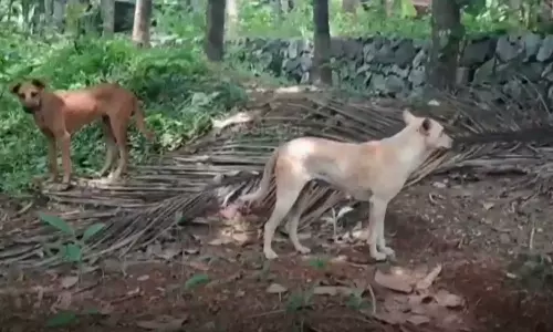 കൊല്ലത്ത് വീണ്ടും തെരുവ് നായ ആക്രമണം; രണ്ട് വയോധികര്ക്ക് പരിക്ക് കൊല്ലത്ത് വീണ്ടും തെരുവ് നായ ആക്രമണം; രണ്ട് വയോധികര്ക്ക് പരിക്ക്