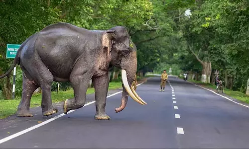 കോന്നിയില്‍ കാട്ടാന ചെരിഞ്ഞ സംഭവം; വിശദമായ അന്വേഷണത്തിന് ഉത്തരവ്