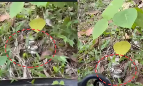 കണ്ണൂരില് ആളൊഴിഞ്ഞ പറമ്പിൽ സ്റ്റീൽ ബോംബുകൾ കണ്ടെത്തി കണ്ണൂരില് ആളൊഴിഞ്ഞ പറമ്പിൽ സ്റ്റീൽ ബോംബുകൾ കണ്ടെത്തി