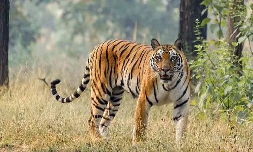 വന്യജീവി ആക്രമണം: വനത്തിന് അകത്തായാലും പുറത്തായാലും ധനസഹായം