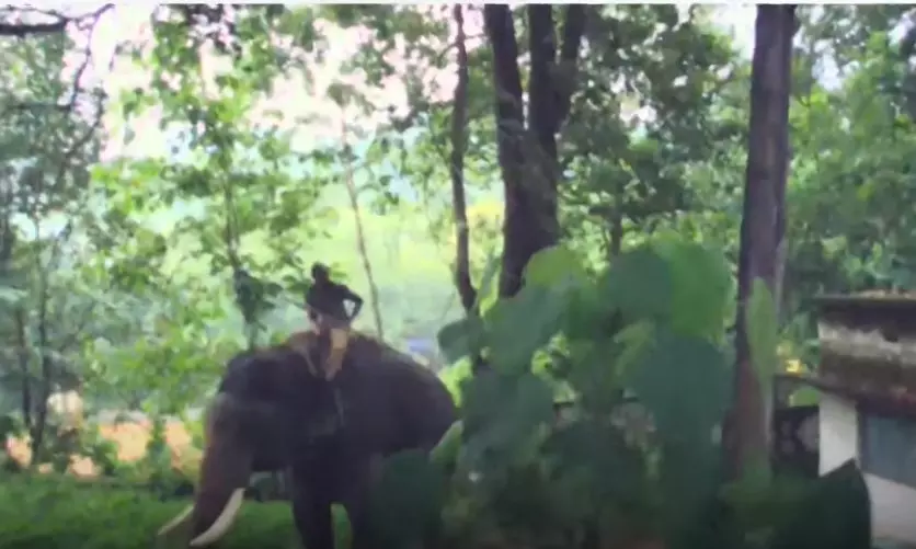 മലപ്പുറത്ത് യുവാവിനെ കടിച്ചു കൊന്ന നരഭോജി കടുവയെ പിടിക്കാനുള്ള ദൗത്യം ആരംഭിച്ചു മലപ്പുറത്ത് യുവാവിനെ കടിച്ചു കൊന്ന നരഭോജി കടുവയെ പിടിക്കാനുള്ള ദൗത്യം ആരംഭിച്ചു