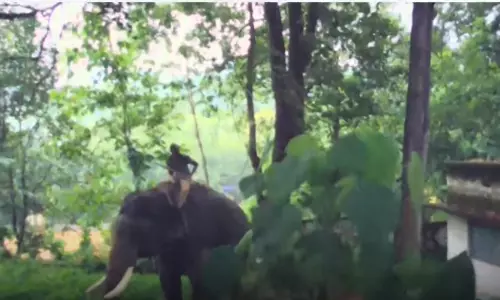 മലപ്പുറത്ത് യുവാവിനെ കടിച്ചു കൊന്ന നരഭോജി കടുവയെ പിടിക്കാനുള്ള ദൗത്യം ആരംഭിച്ചു