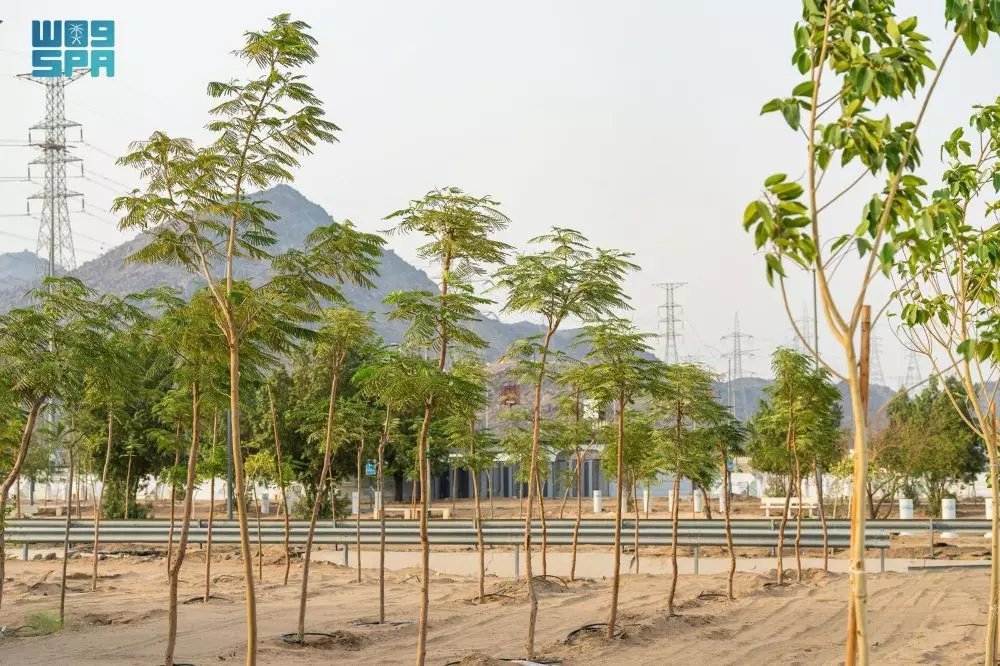 ഹജ്ജിന് മുന്നോടിയായി അറഫാ മൈതാനിയിൽ 20,000 തണൽമരങ്ങൾ നട്ടുപിടിപ്പിച്ചു ഹജ്ജിന് മുന്നോടിയായി അറഫാ മൈതാനിയിൽ 20,000 തണൽമരങ്ങൾ നട്ടുപിടിപ്പിച്ചു