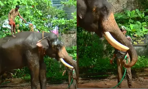 മലപ്പുറം കാളികാവിലെ കടുവാ ദൗത്യത്തിനായി എത്തിച്ച കുംകിയാന പാപ്പാനെ ആക്രമിച്ചു