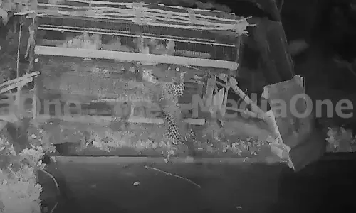 സുൽത്താൻബത്തേരിയിൽ വീണ്ടും പുലി