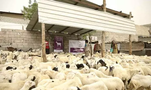 അദാഹി കാമ്പയിനുമായി ഖത്തർ റെഡ്ക്രസന്റ്; 27,000 പേർക്ക് ബലിപെരുന്നാളിന് ഭക്ഷണമെത്തിക്കും അദാഹി കാമ്പയിനുമായി ഖത്തർ റെഡ്ക്രസന്റ്; 27,000 പേർക്ക് ബലിപെരുന്നാളിന് ഭക്ഷണമെത്തിക്കും