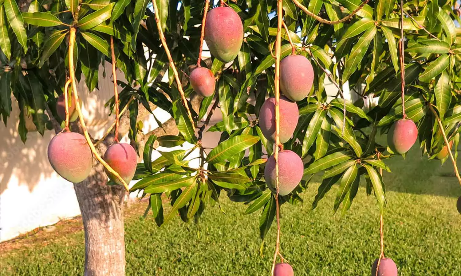 ഒരു കിലോ മാങ്ങക്ക് മൂന്ന് ലക്ഷം രൂപവരെ വില; ഇന്ത്യയിലെ തോട്ടത്തിന് സിസിടിവിയടക്കമുള്ള സുരക്ഷയൊരുക്കി കർഷകർ