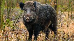 wild boar