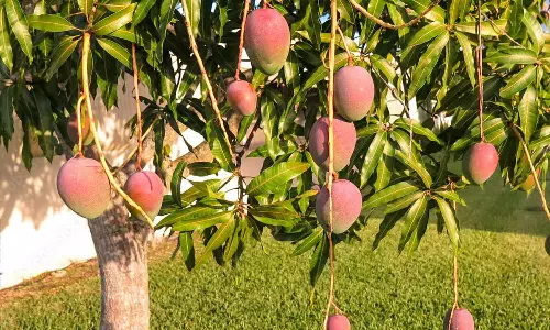 ഒരു കിലോ മാങ്ങക്ക് മൂന്ന് ലക്ഷം രൂപവരെ വില; ഇന്ത്യയിലെ തോട്ടത്തിന് സിസിടിവിയടക്കമുള്ള സുരക്ഷയൊരുക്കി കർഷകർ ഒരു കിലോ മാങ്ങക്ക് മൂന്ന് ലക്ഷം രൂപവരെ വില; ഇന്ത്യയിലെ തോട്ടത്തിന് സിസിടിവിയടക്കമുള്ള സുരക്ഷയൊരുക്കി കർഷകർ