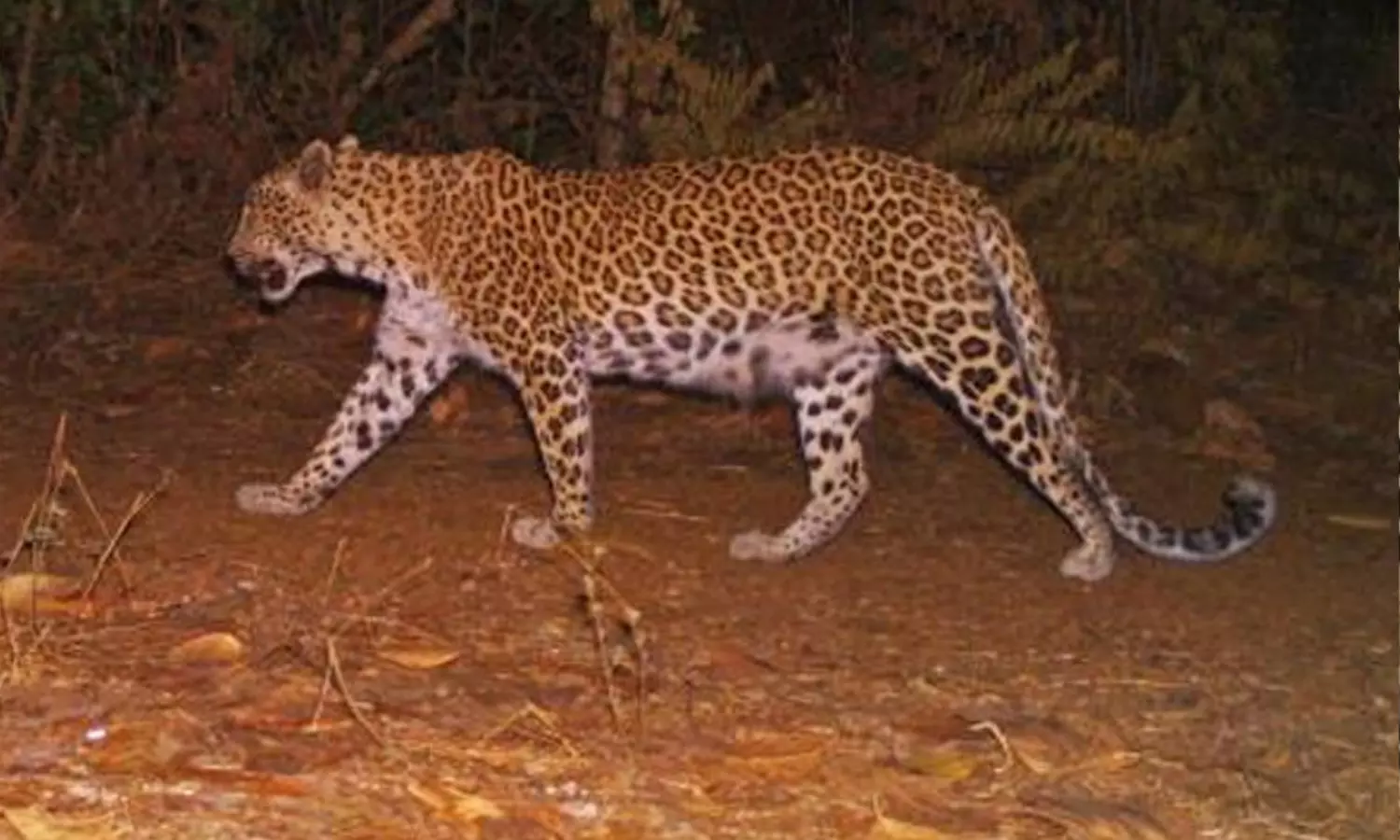 വയനാട് കബനിഗിരിയിൽ വീണ്ടും പുലിയുടെ ആക്രമണം; ആടിനെ കടിച്ചു കൊന്നു വയനാട് കബനിഗിരിയിൽ വീണ്ടും പുലിയുടെ ആക്രമണം; ആടിനെ കടിച്ചു കൊന്നു