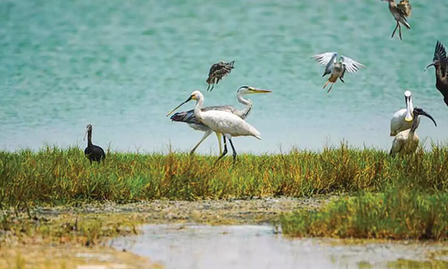 ദേശാടന പക്ഷികളുടെ പ്രധാന താവളമായി മുസന്ദം; ഈ വർഷം രണ്ടായിരത്തിലധികം പക്ഷികളെ കണ്ടെത്തി