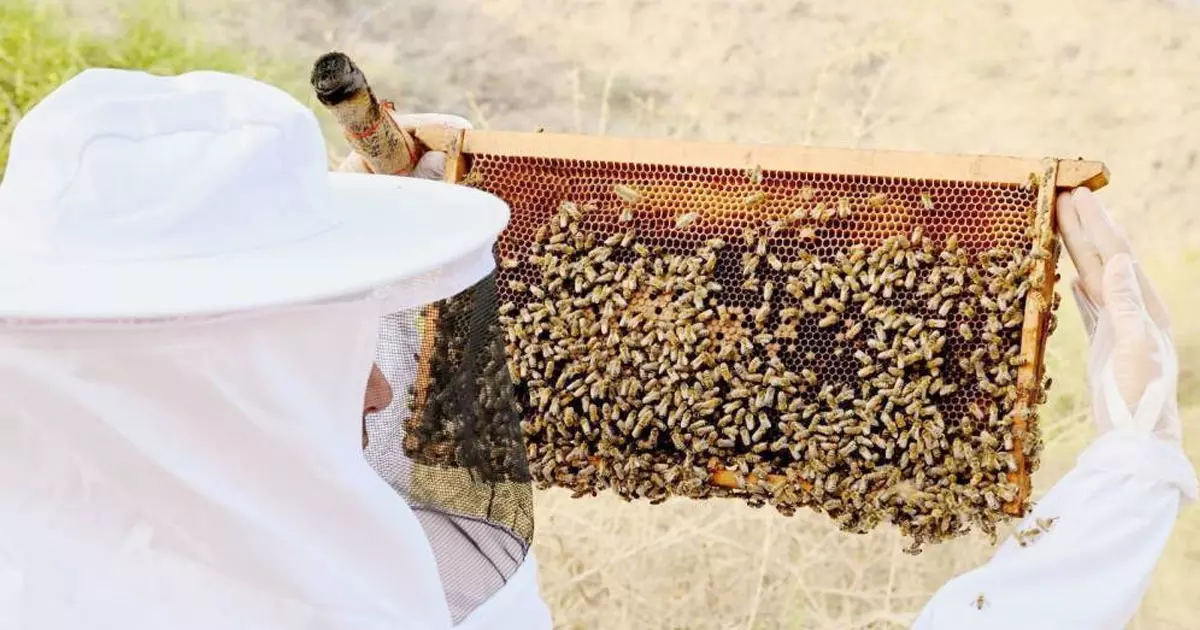 Seven more honey production centers to be established in Saudi Arabia