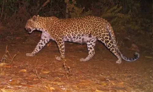 വയനാട് കബനിഗിരിയിൽ വീണ്ടും പുലിയുടെ ആക്രമണം;  ആടിനെ കടിച്ചു കൊന്നു